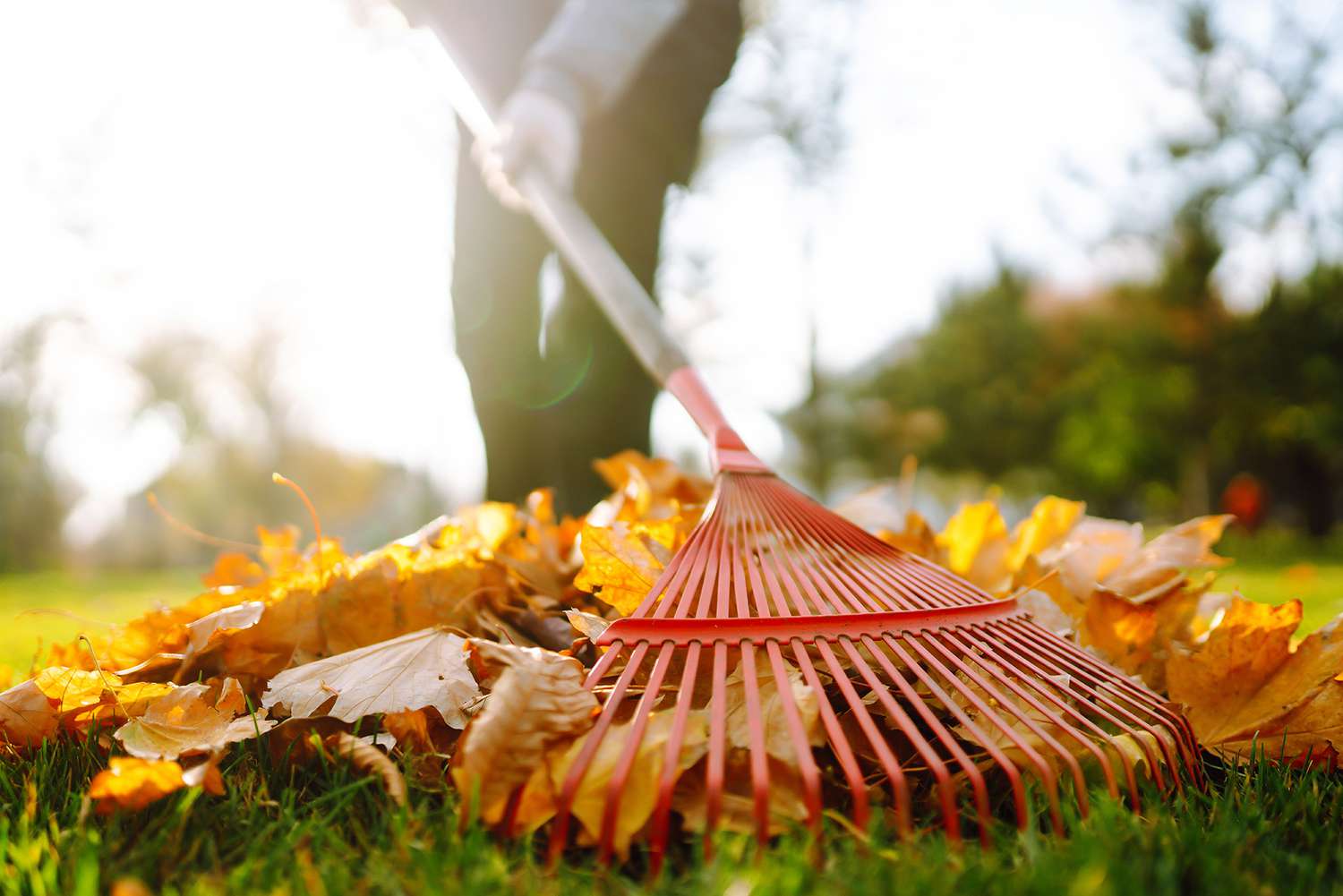 person raking autumn leaves on grass outdoors