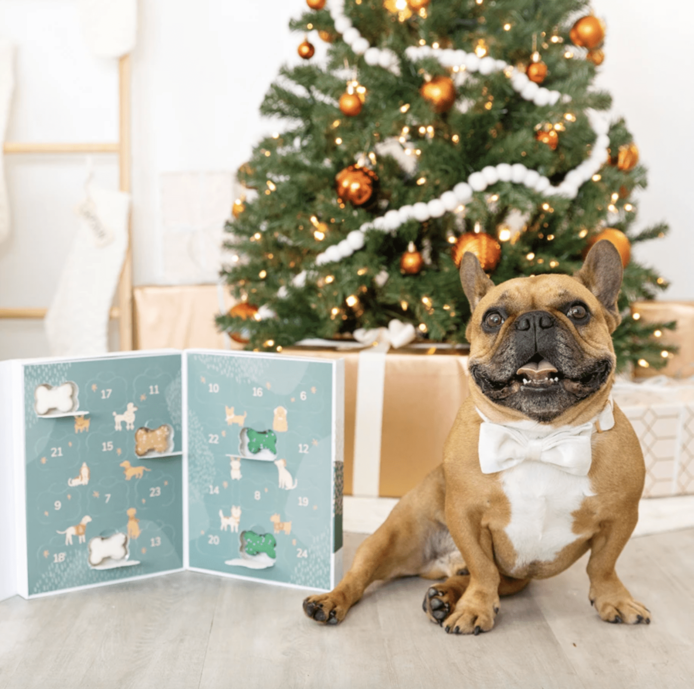 dog sitting next to pet advent calendar
