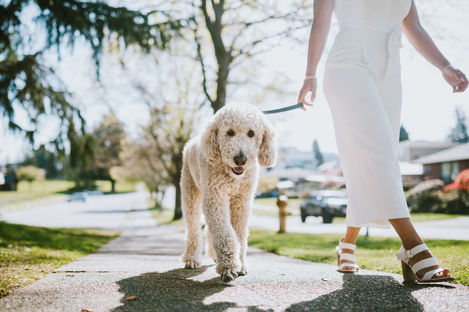 person walking white poodle outdoors on sunny day