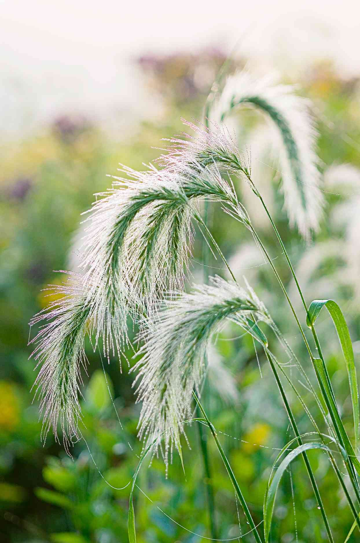 close up of Canadian wild rye or Elymus canadensis