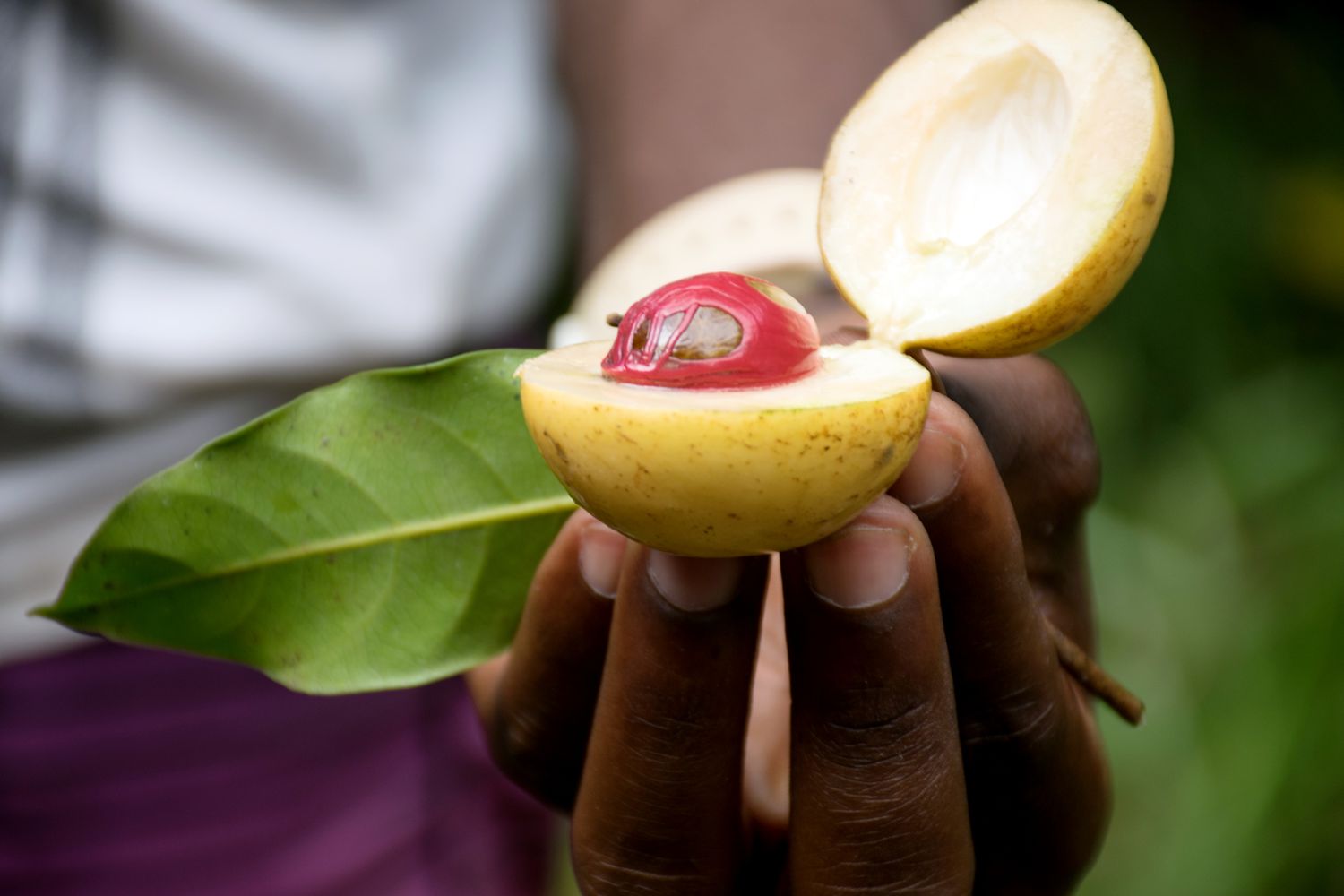 person holding fresh nutmeg fruit cut in half revealing red inside