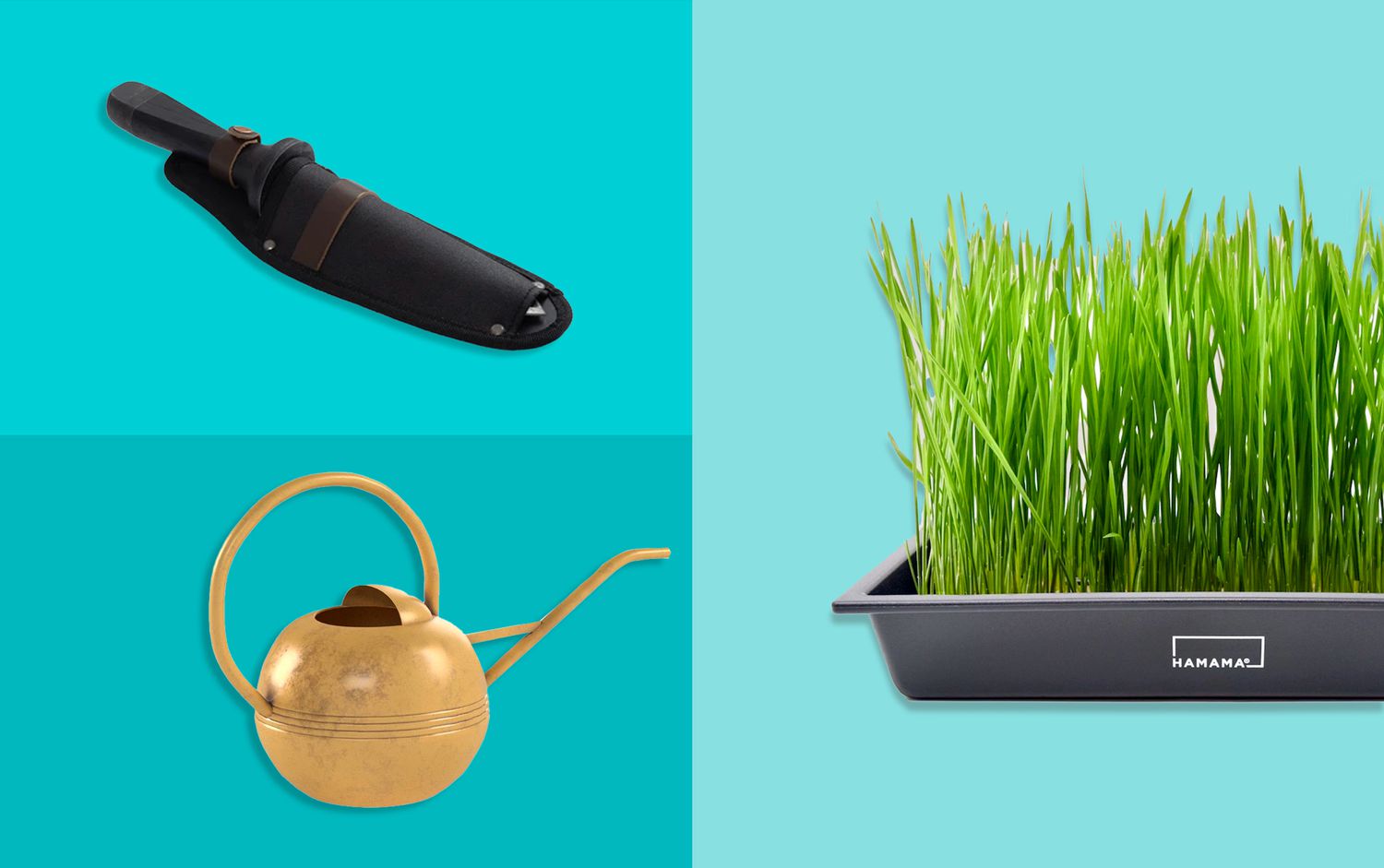 watering can, gardening knife and wheatgrass on turquoise background