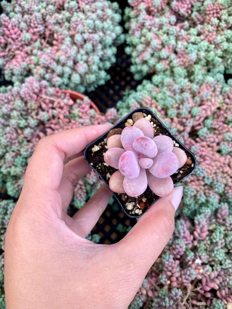 A hand holding a small succulent.