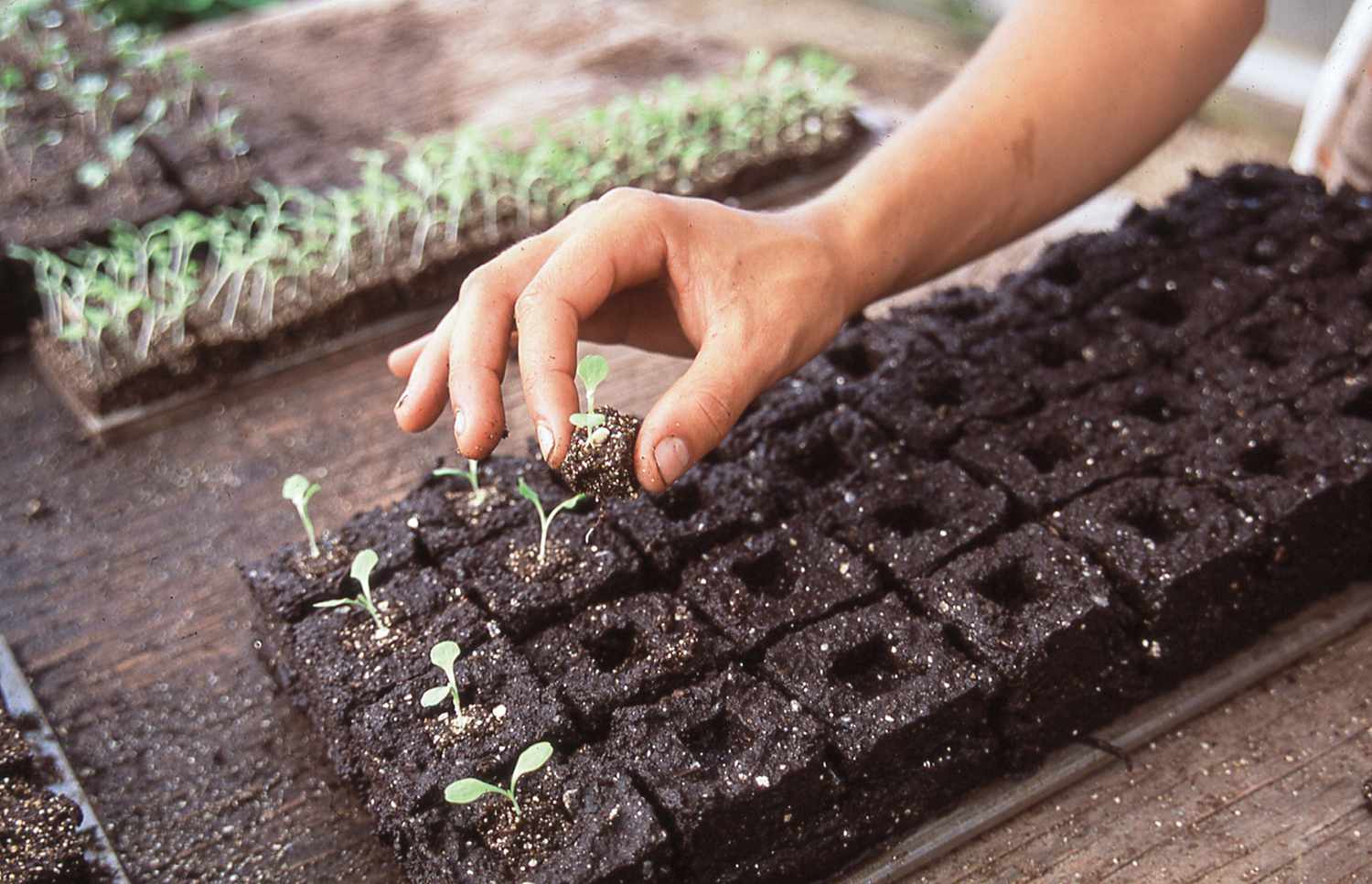 soil blocks with seedlings from New Organic Grower