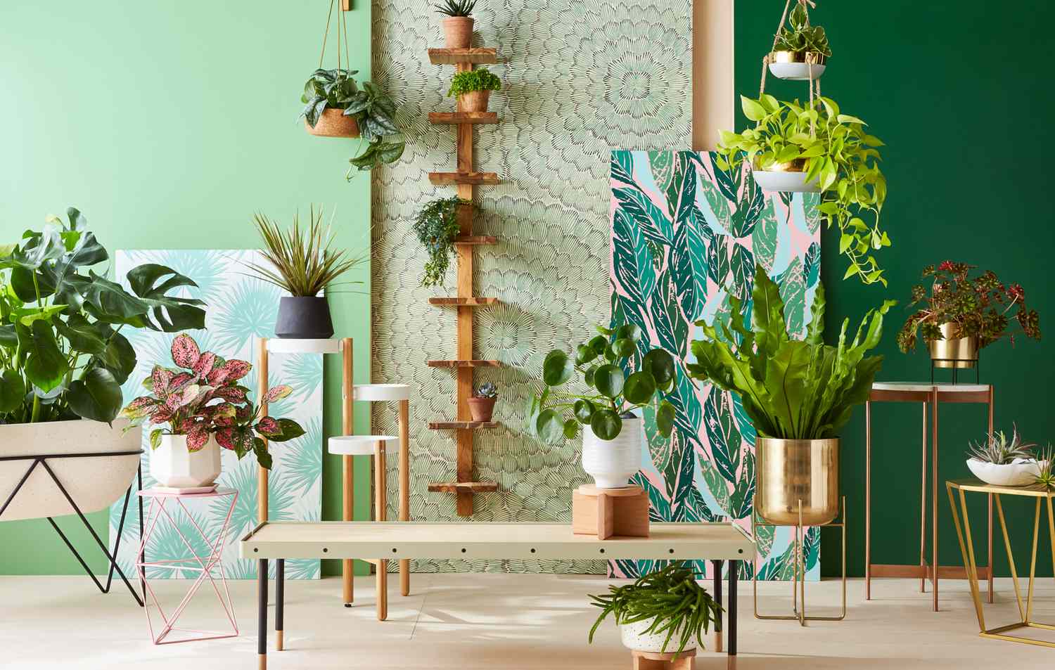 colorful set with variety of houseplants