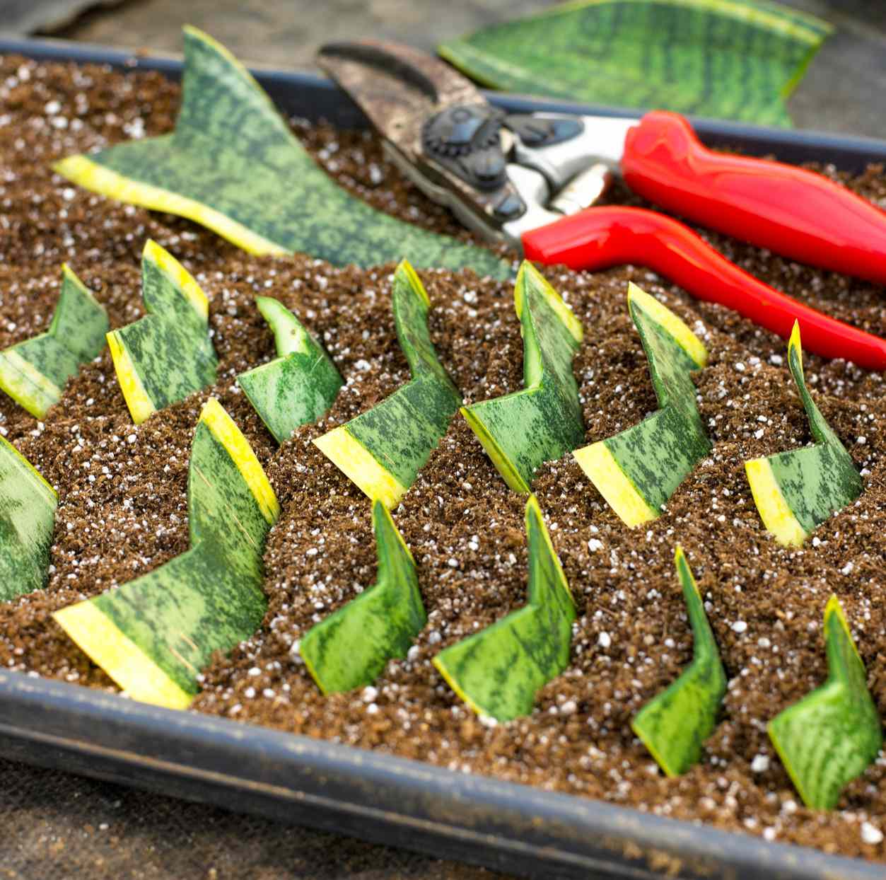 snake plant leave clippings in dirt propagating