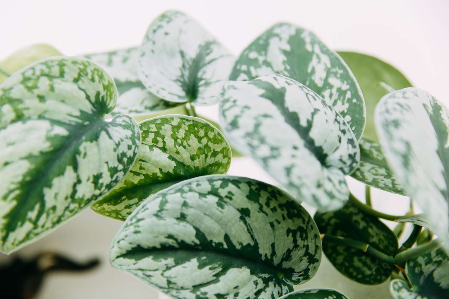 close up of Scindapsus Houseplant