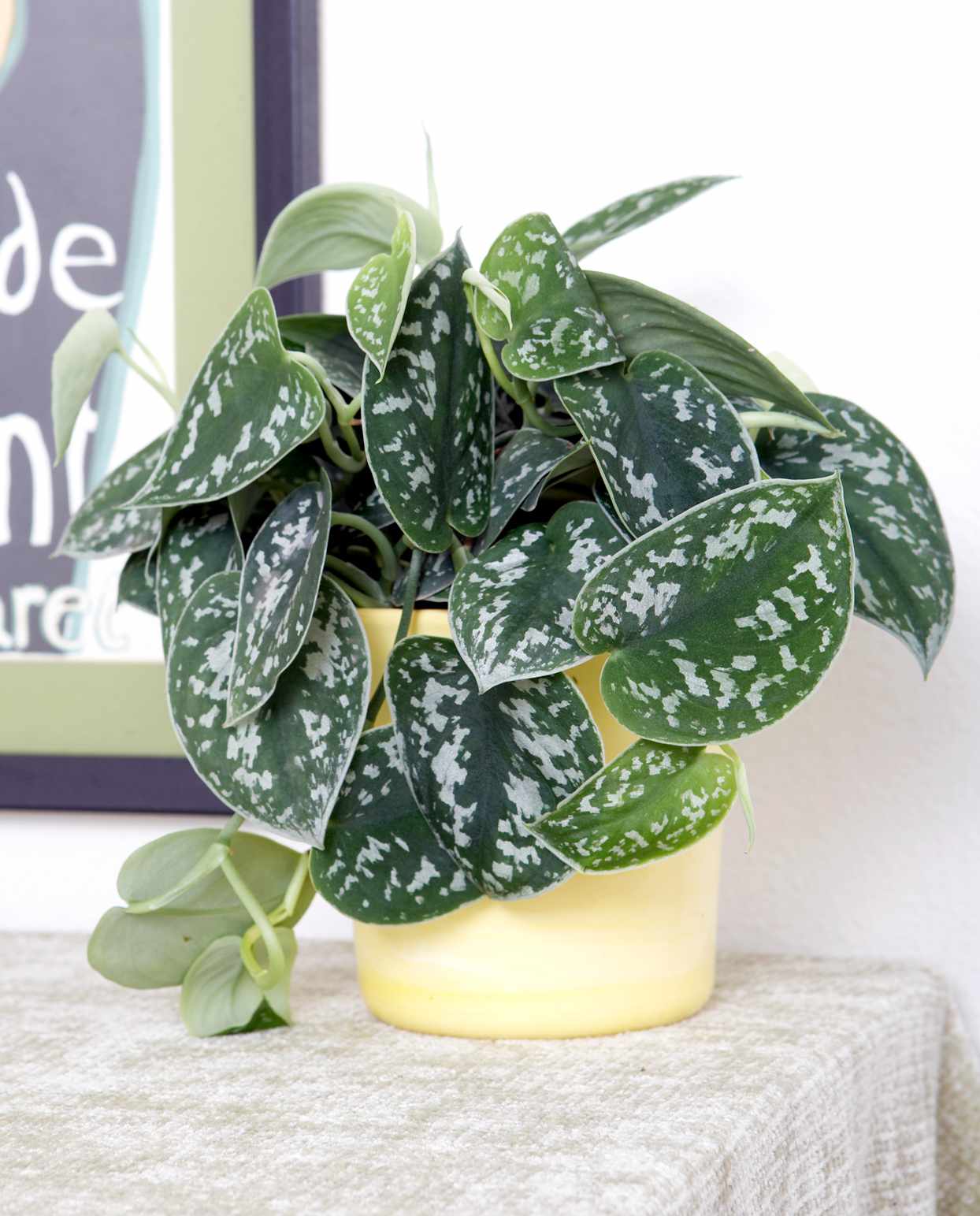 satin pothos houseplant in yellow container on table