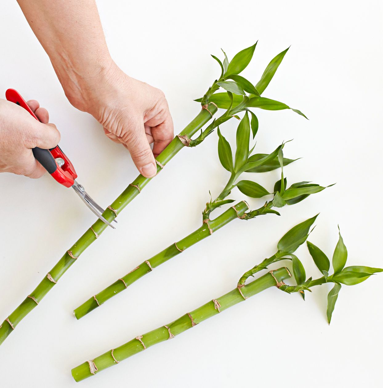 cutting stems from bamboo