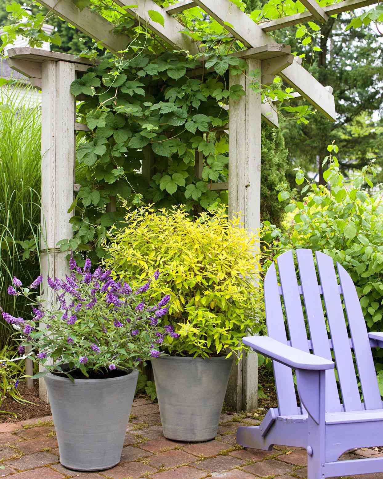 shrubs in containers next to chair