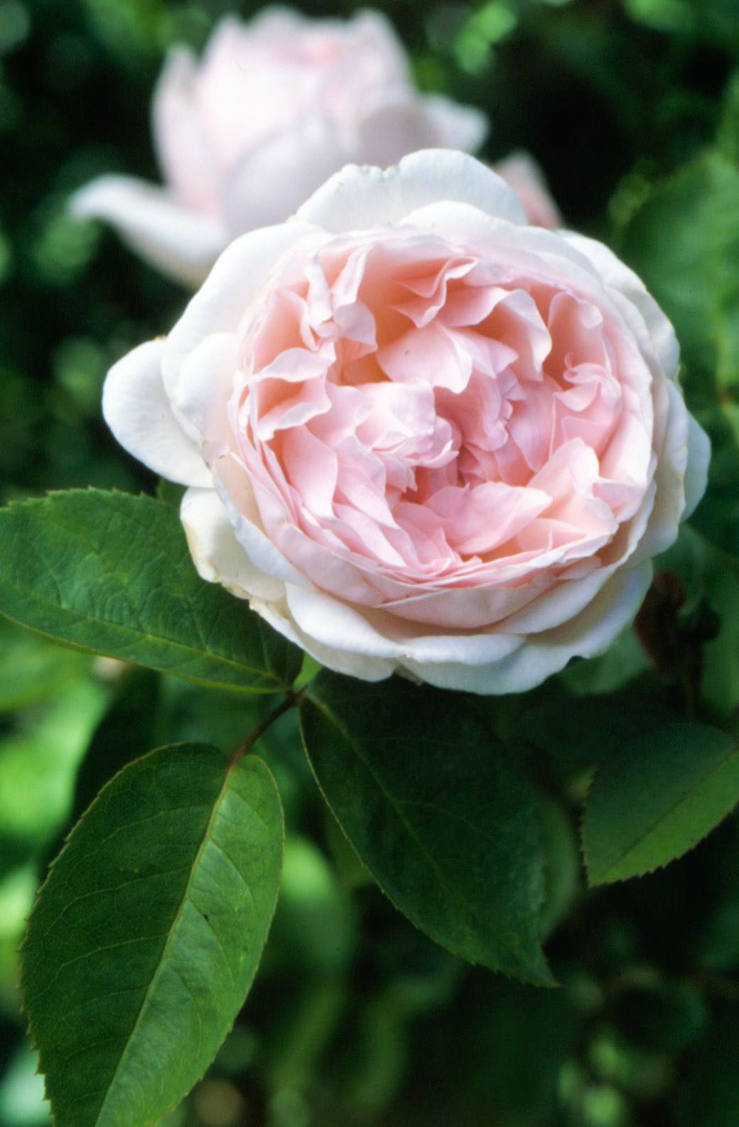 close up of pink english rose