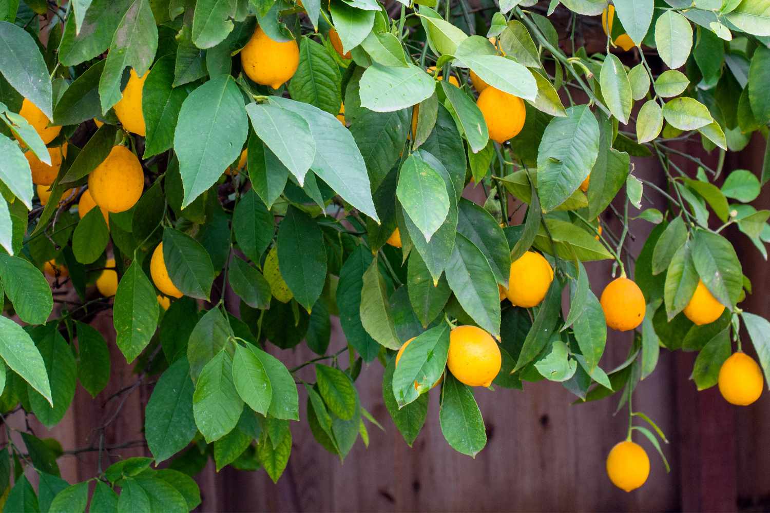 Meyer Lemon tree growing in California