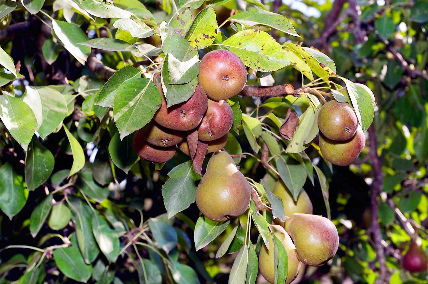 Seckel pears growing in treee