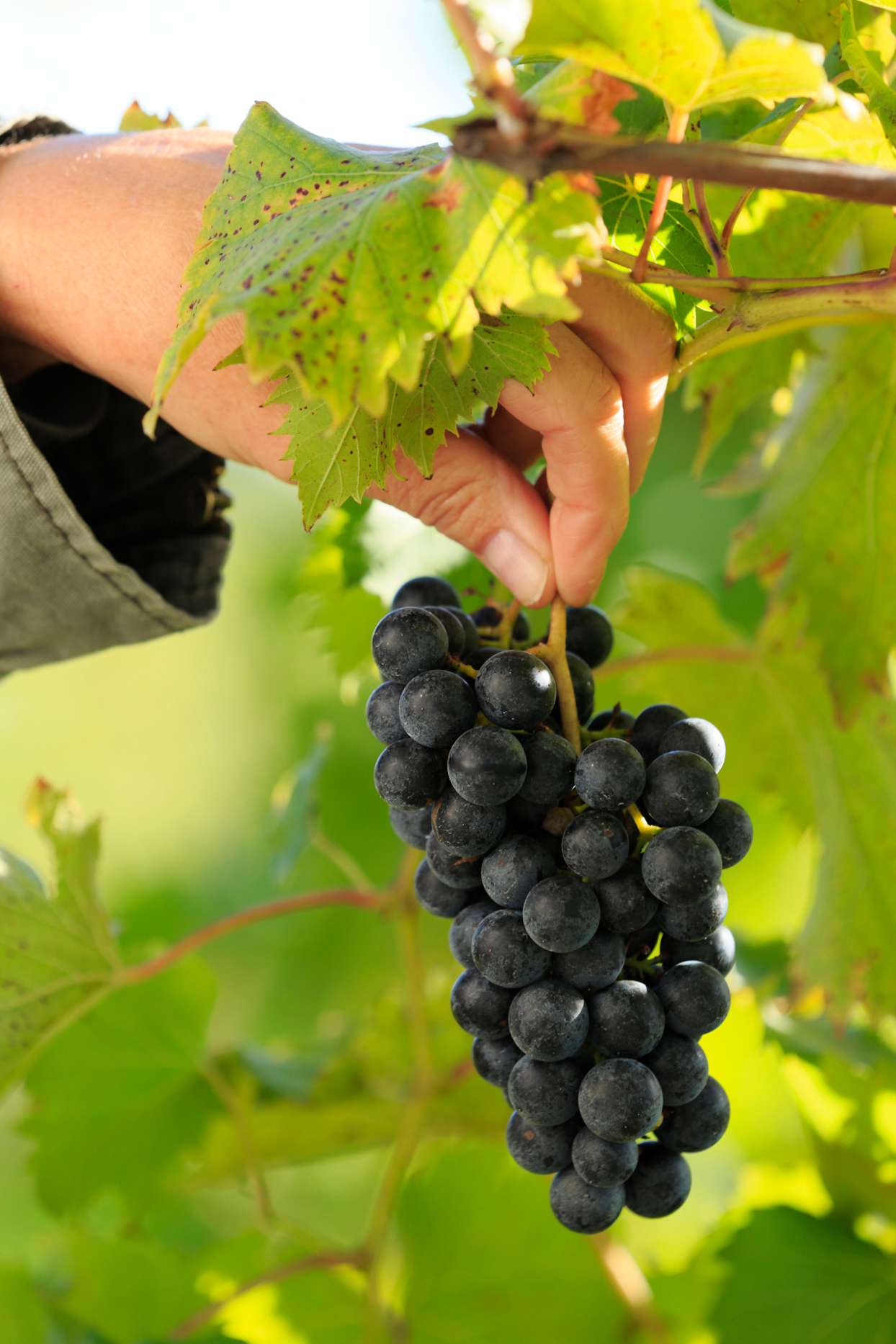bunch of purple grapes being picked from vine