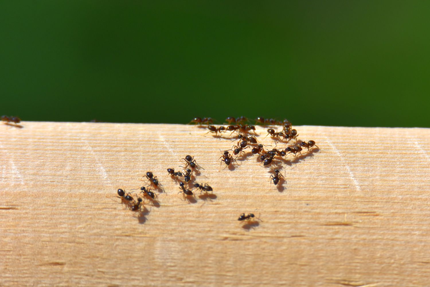 ants crawling on a piece of wood outside a house