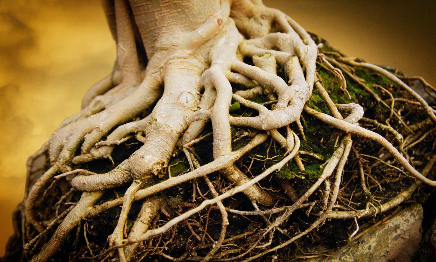 close up of intertwined tree roots and root girdling