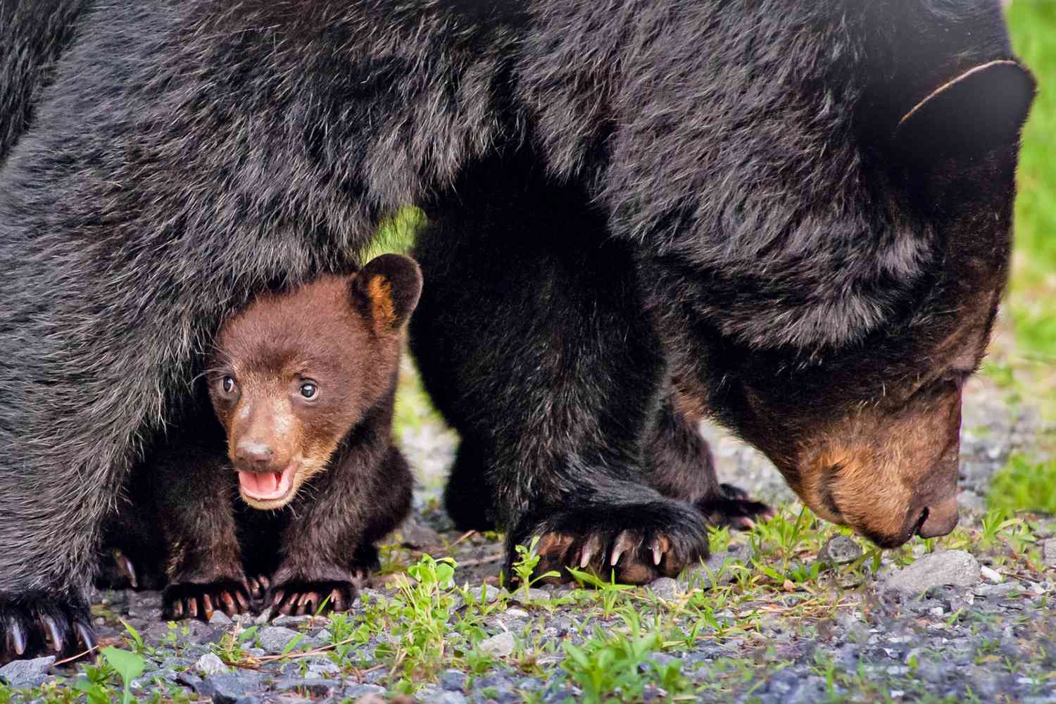 bear cub hiding in between mama bear's leg