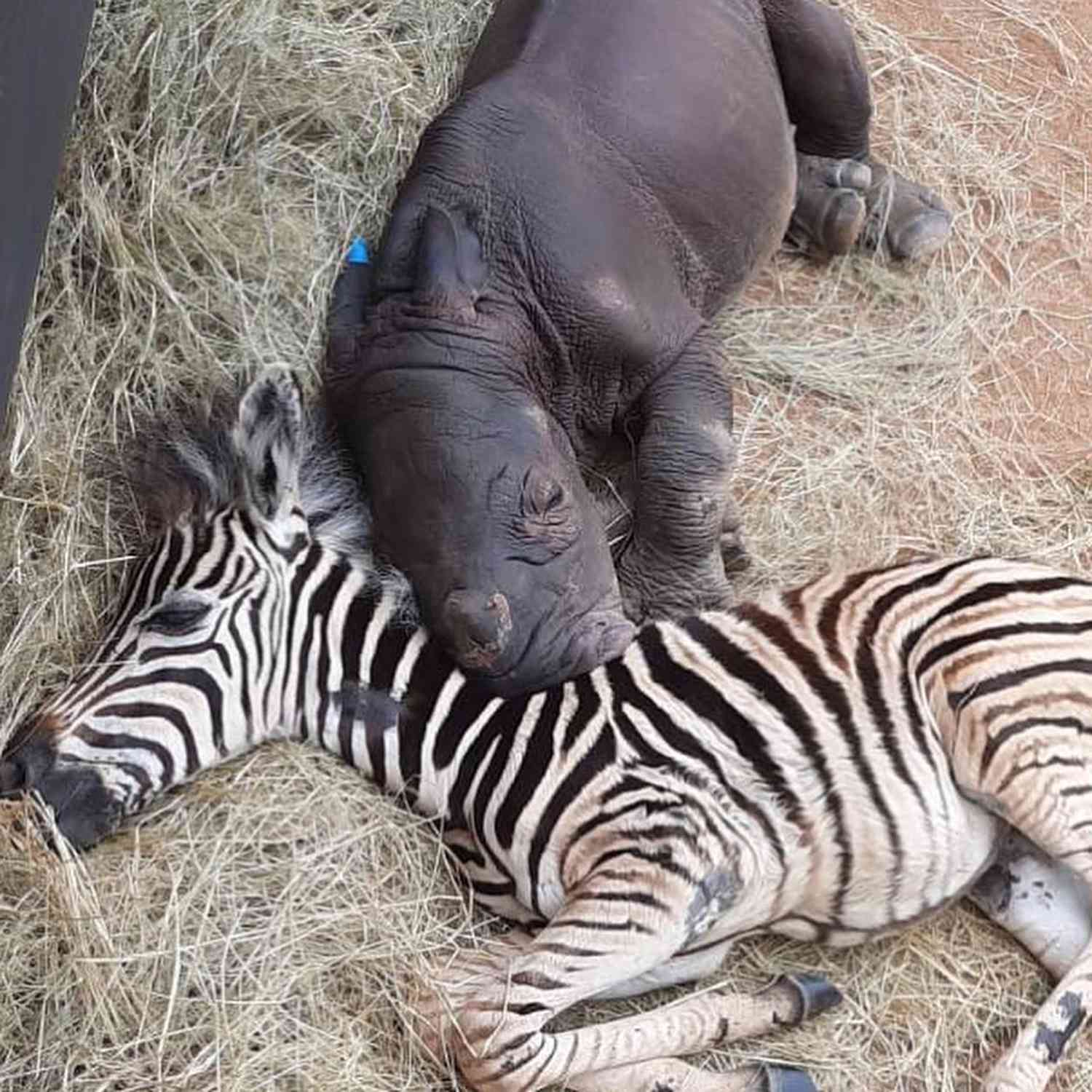 zebra and rhino snuggling