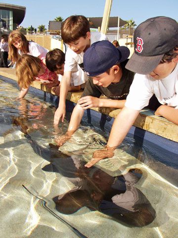 children petting shark