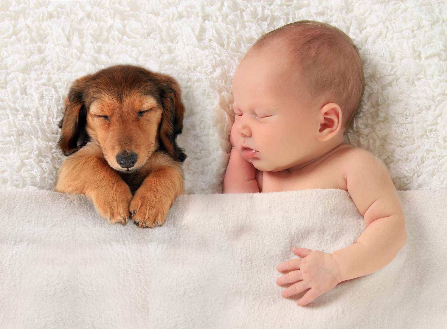 dog and newborn