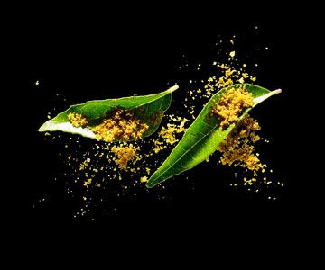 Curry powder/leaves