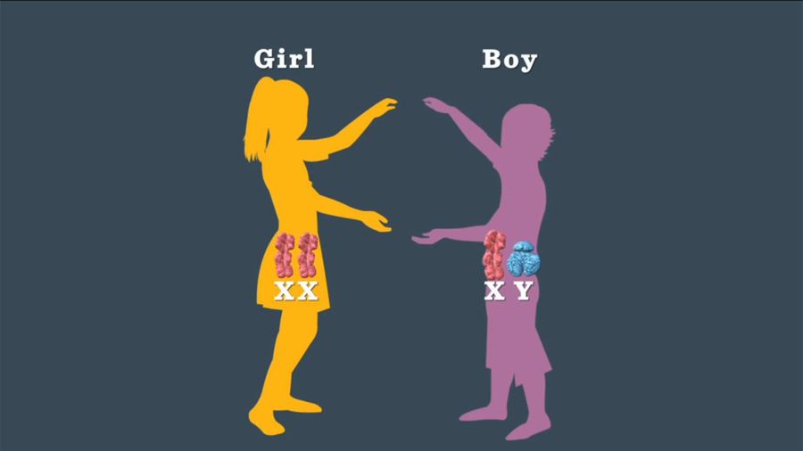 Boy or Girl: How Genetics Determine Your Baby's Gender