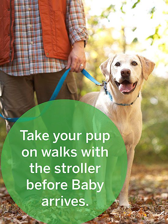 Prepare Your Dog For Baby