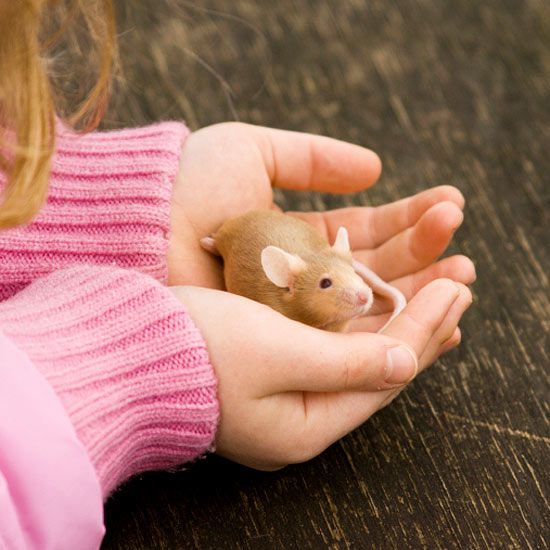 6 Best Small Pets To Consider For Your Child Parents,How To Get Rid Of Fire Ants In The House