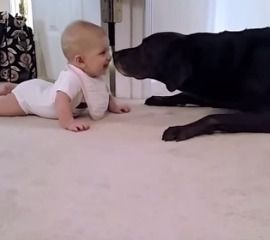 This Video of a Dog Kissing a Baby Will Make Your Day 25507