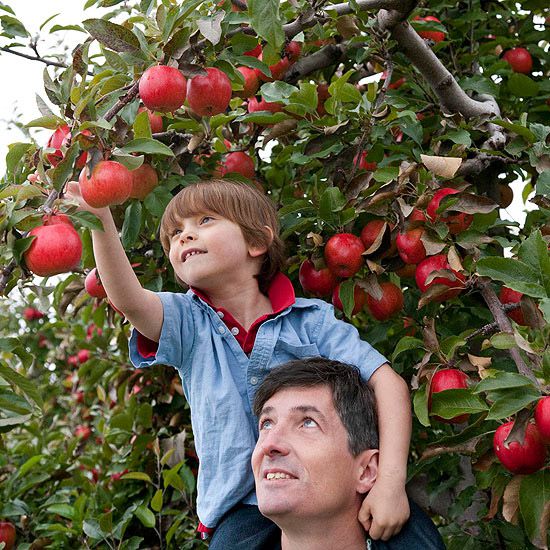 boy apple picking with his father