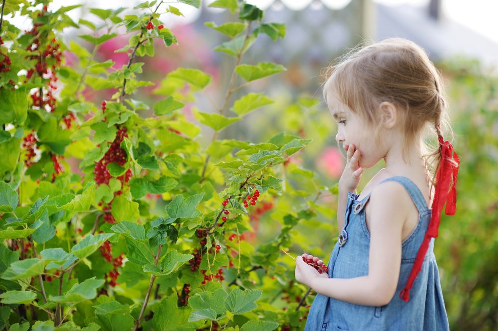 little girl eating wild berries