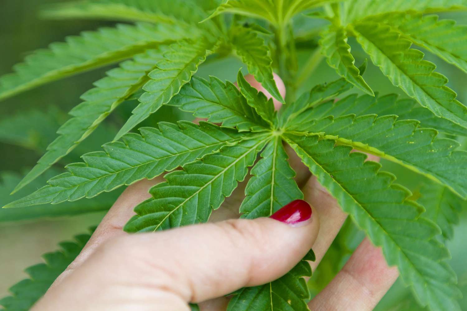 woman touching cannabis leaves
