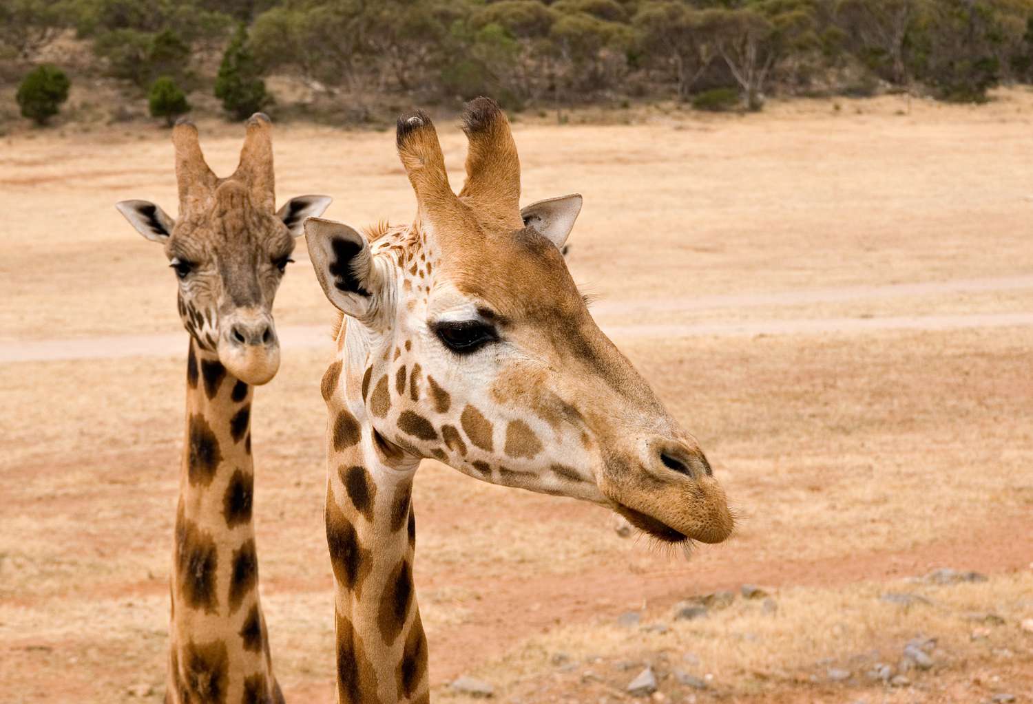 Closeup Two Giraffes