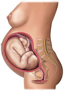 36-weeks-pregnant-fetus.jpg