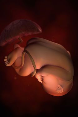 38-weeks-pregnant-fetus.jpg