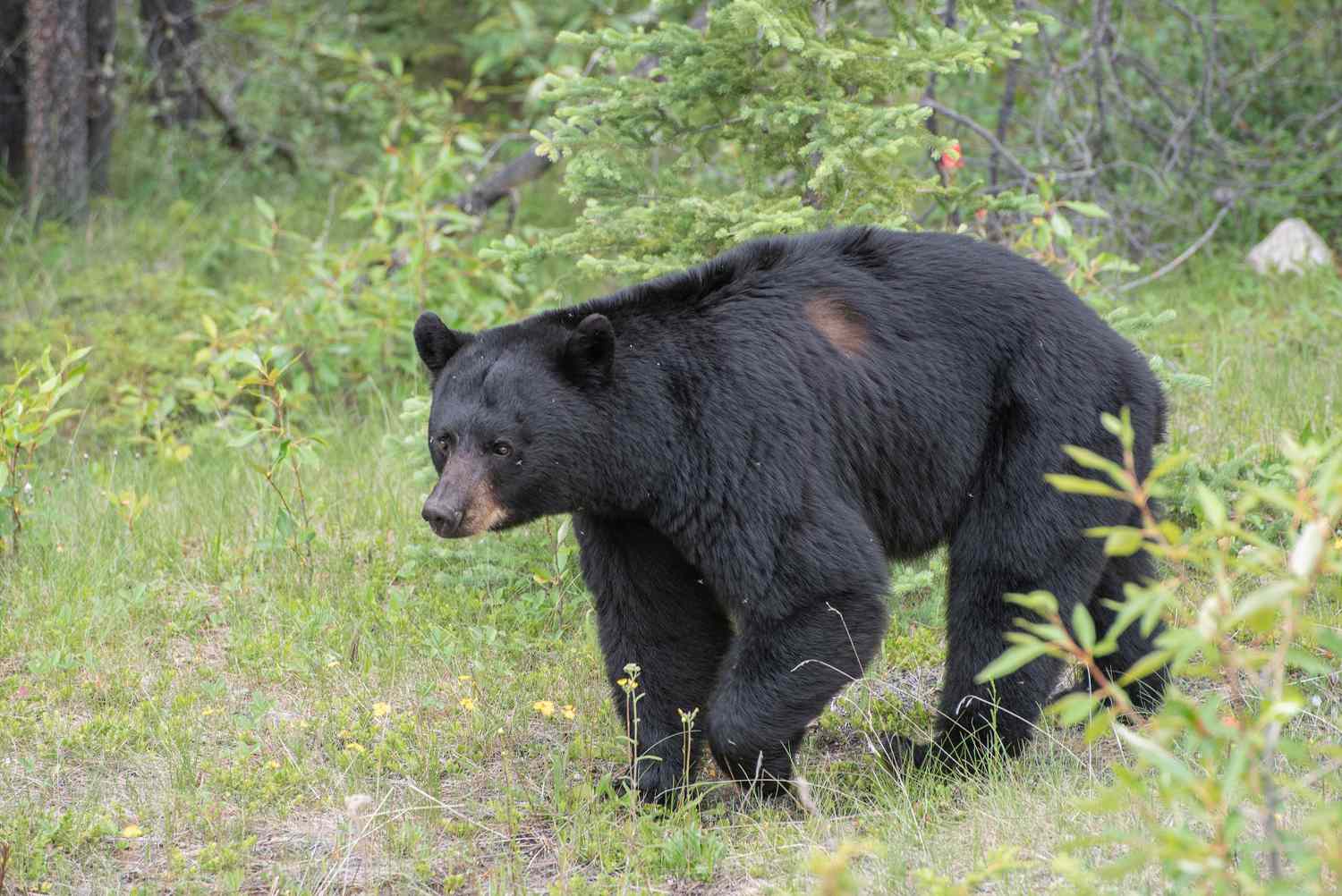 Black Bear Walking