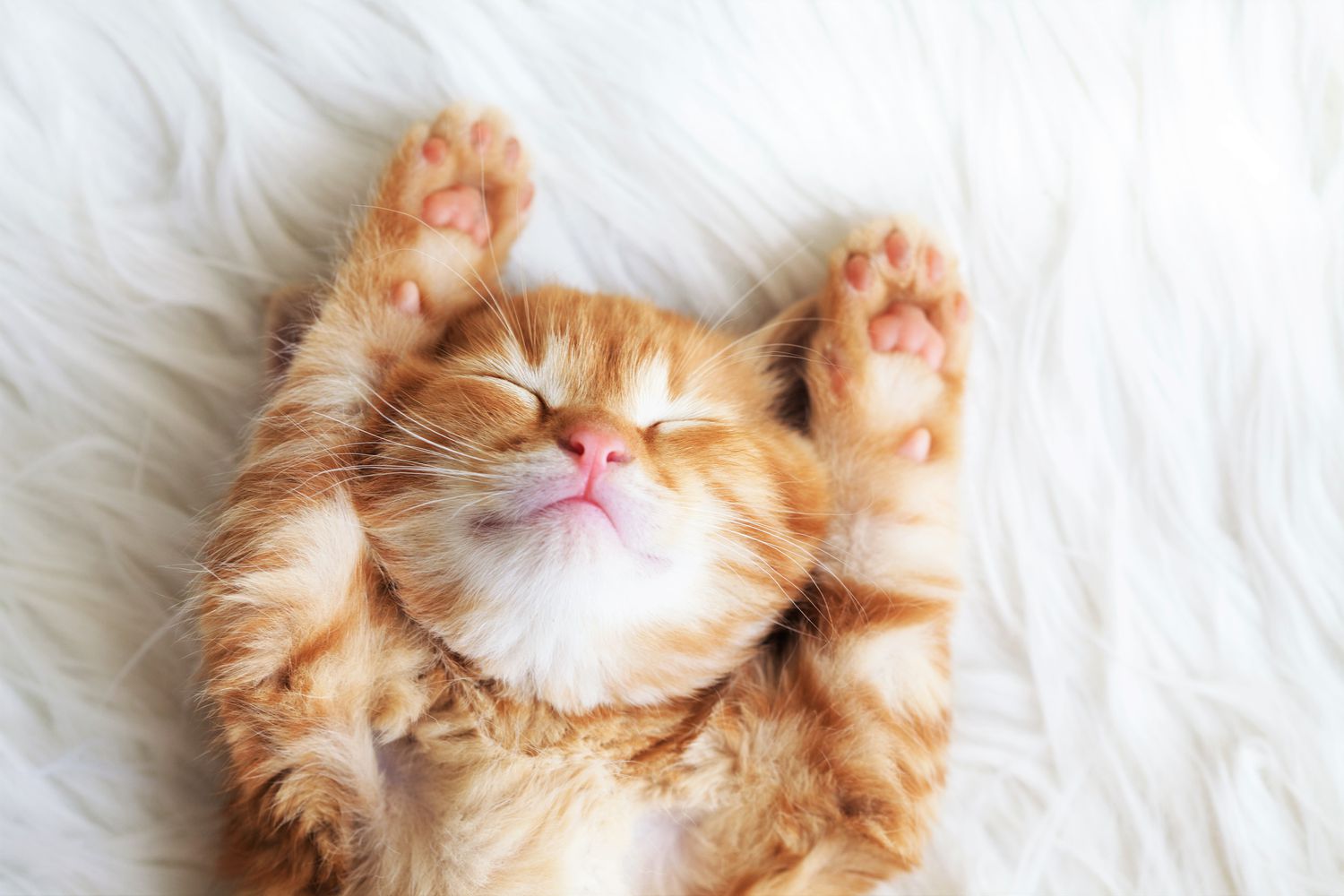 Orange Cat Stretching Arms Up on Back Smiling