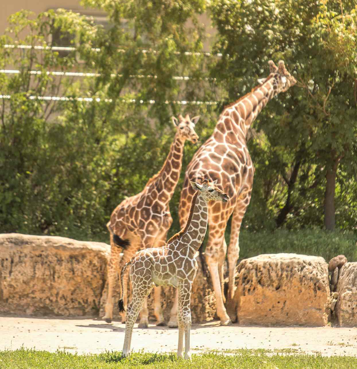 Wildlife Park Three Giraffes Standing