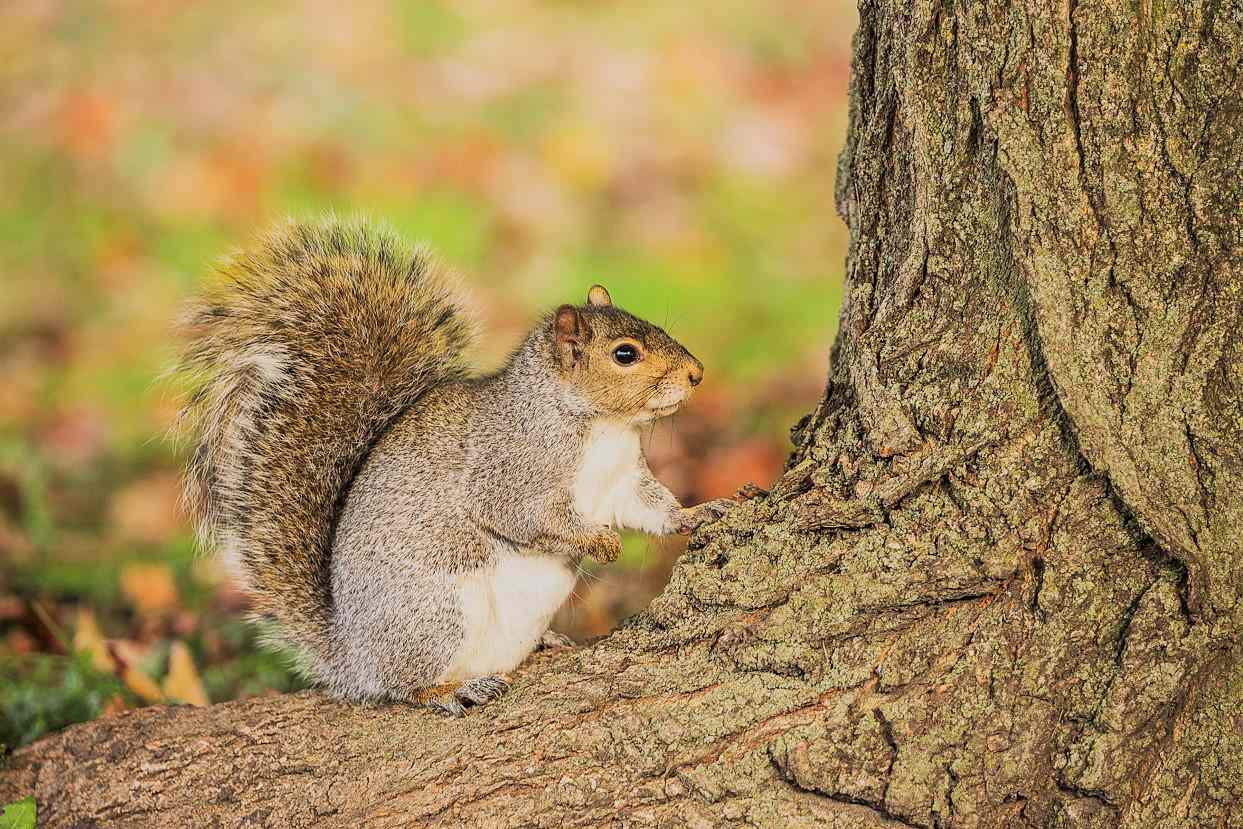 Squirrel Standing on Tree Around Leaves