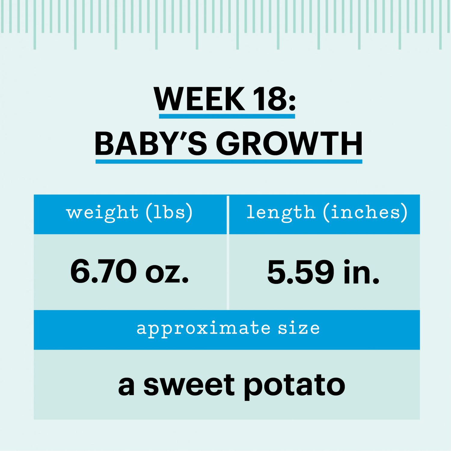 template_how big is baby-weeks-18