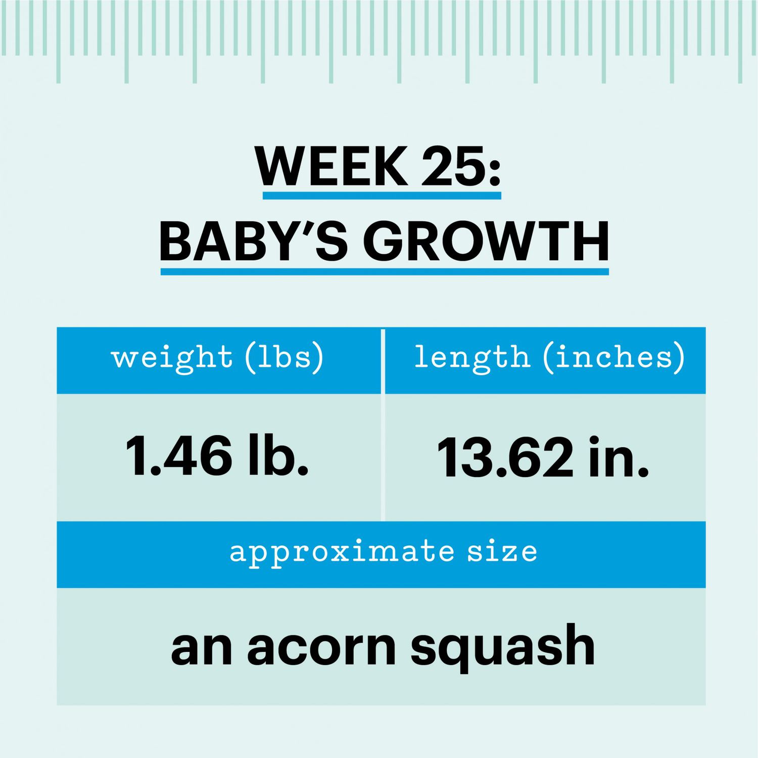 how big is baby week 25