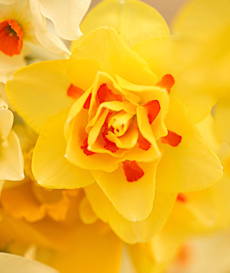 Great Midwest daffodils: 'Tahiti'