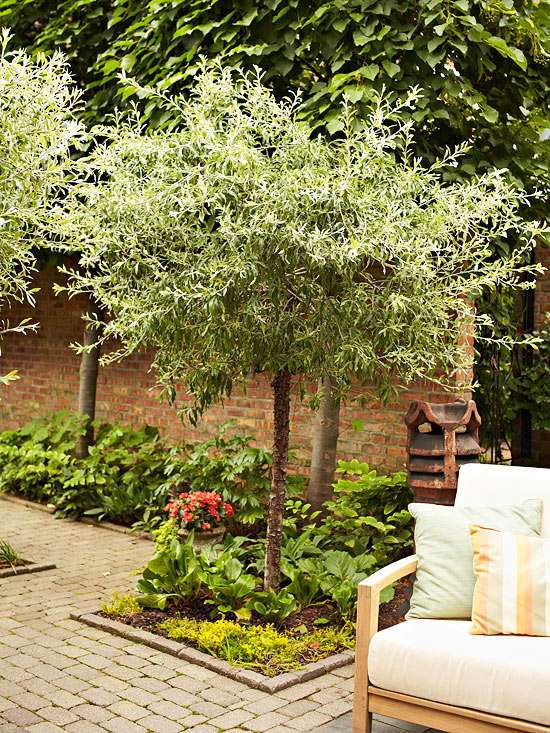 Your outdoor space: Tree techniques