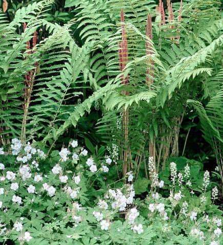 Cinnamon fern and perennial geranium