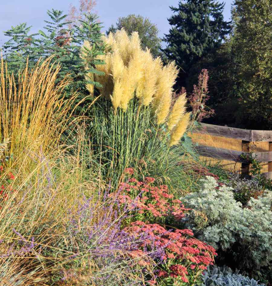 Best Ornamental Grasses For Midwest Gardens Midwest Living