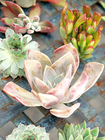 Easy-care succulents