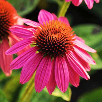 Showstopping coneflower