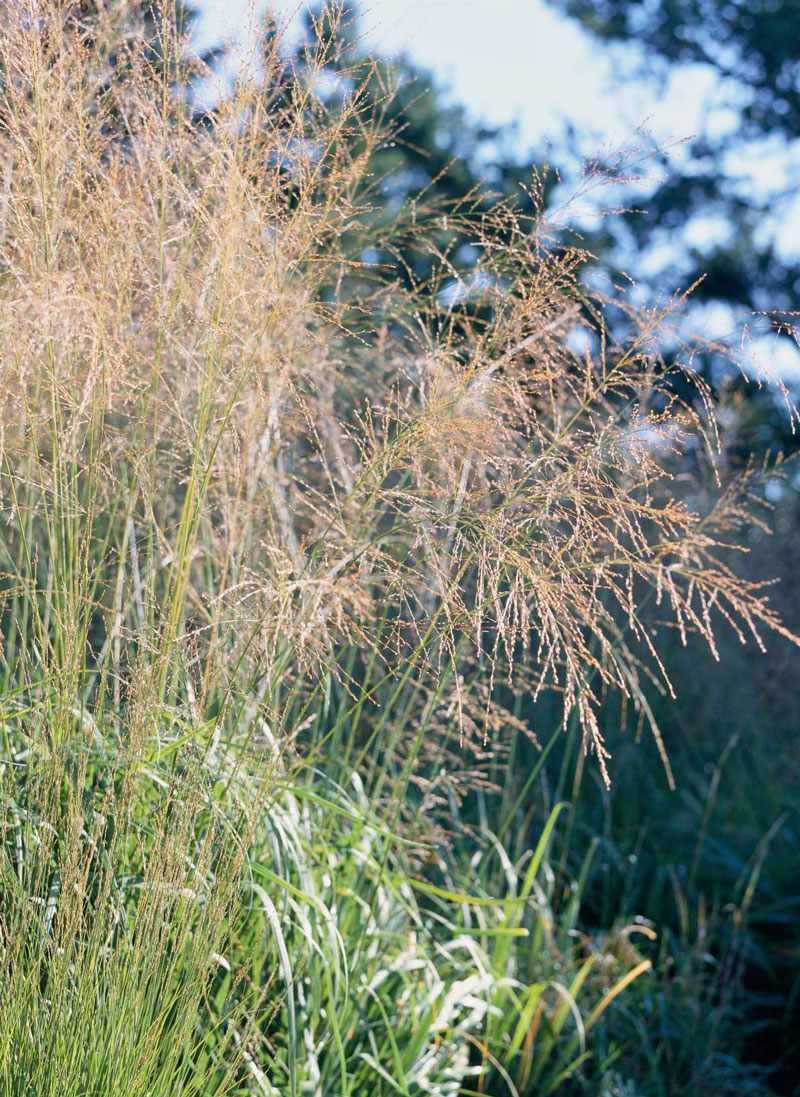 Switchgrass (Panicum spp.)