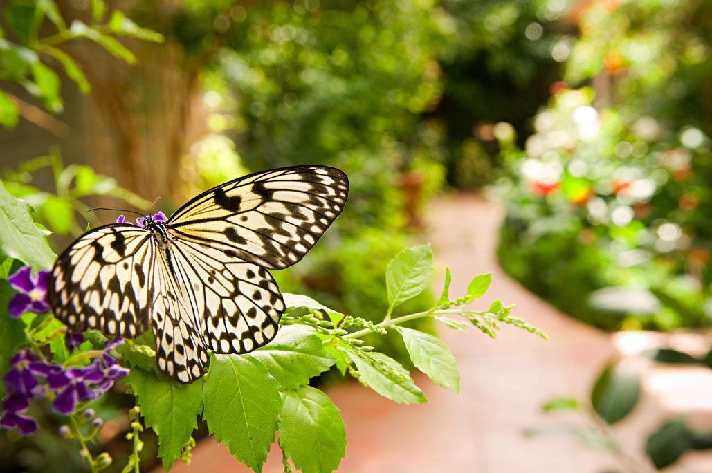 Sertoma Butterfly House and Marine Cove.