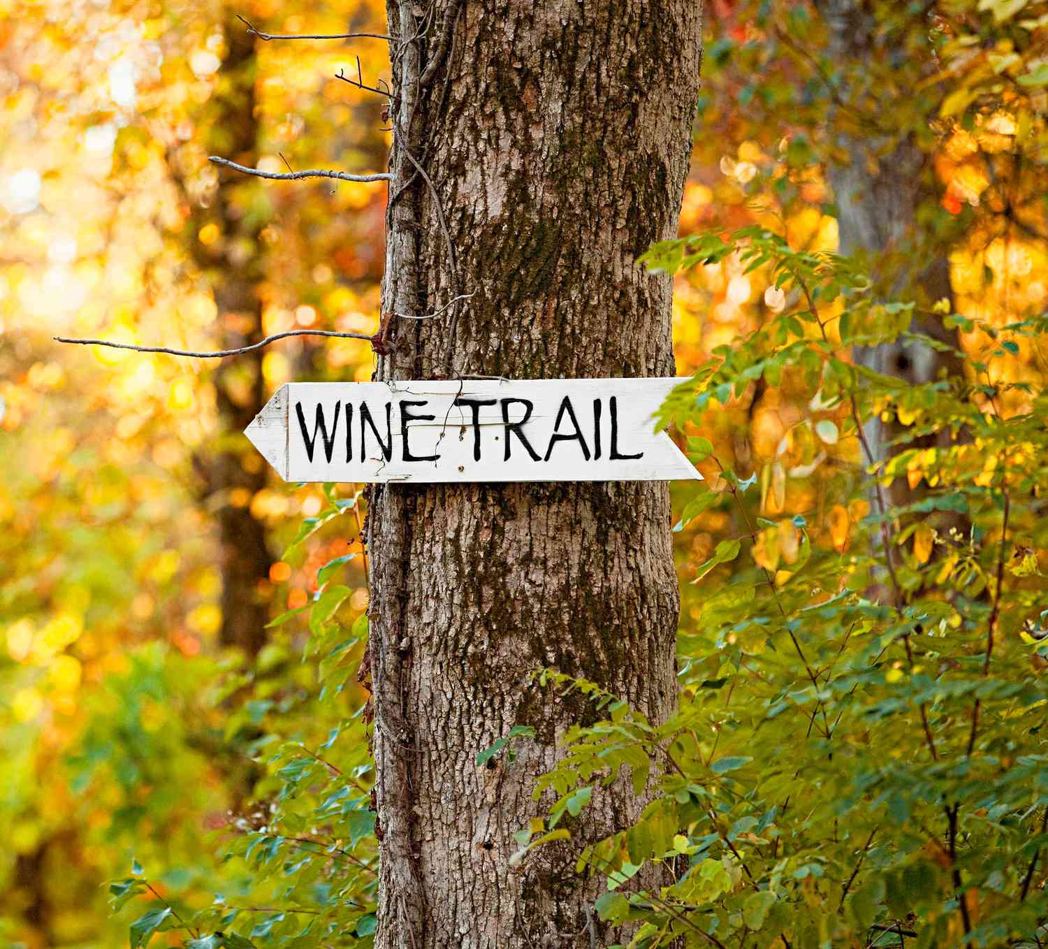 Shawnee Hills Wine Trail.